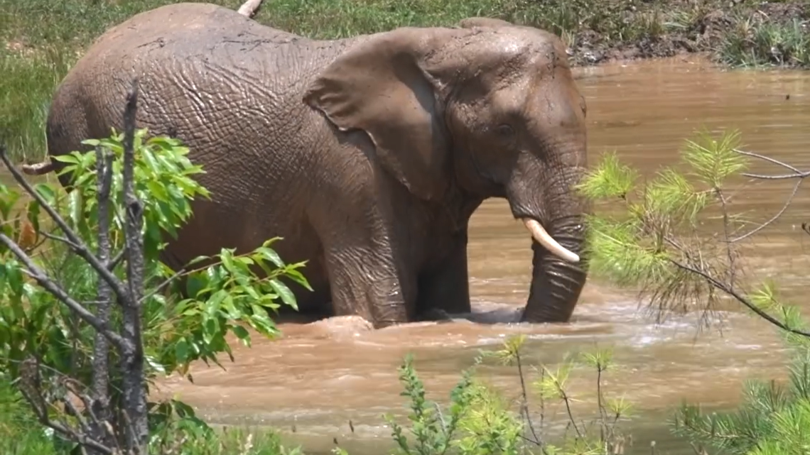 Jana the 43-year-old elephant was euthanized Oct. 20 after her health rapidly declined, a Tennessee sanctuary said.