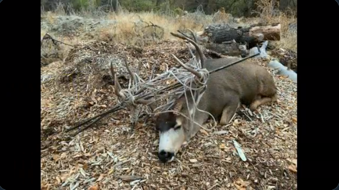 Rope and reinforcement bars were stuck in a buck’s antlers until Utah wildlife officials stepped in to help, the state’s Division of Wildlife Resources said.
