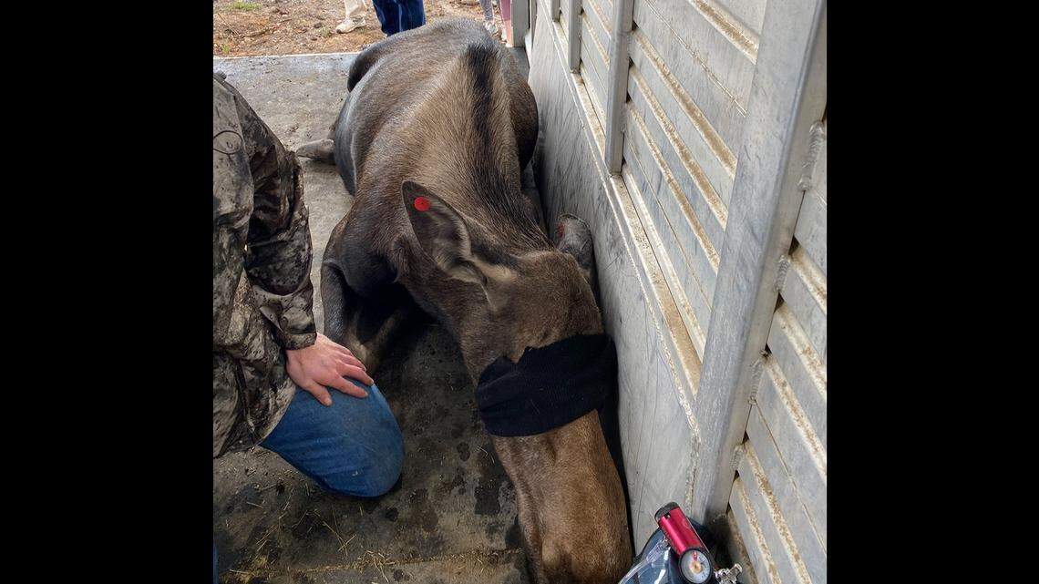 Moose calf was trapped in basement of a house that burned down during a wildfire last year, Colorado Parks and Wildlife said.