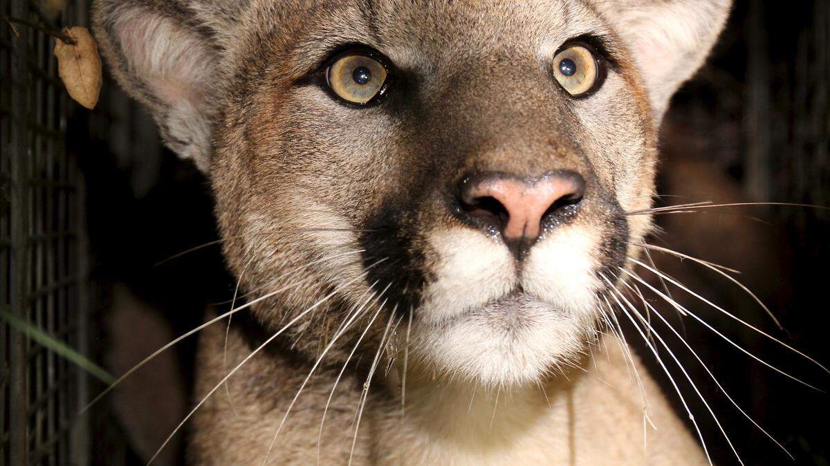 A mountain lion (not the one pictured) attacked a Colorado man, wildlife officials said.