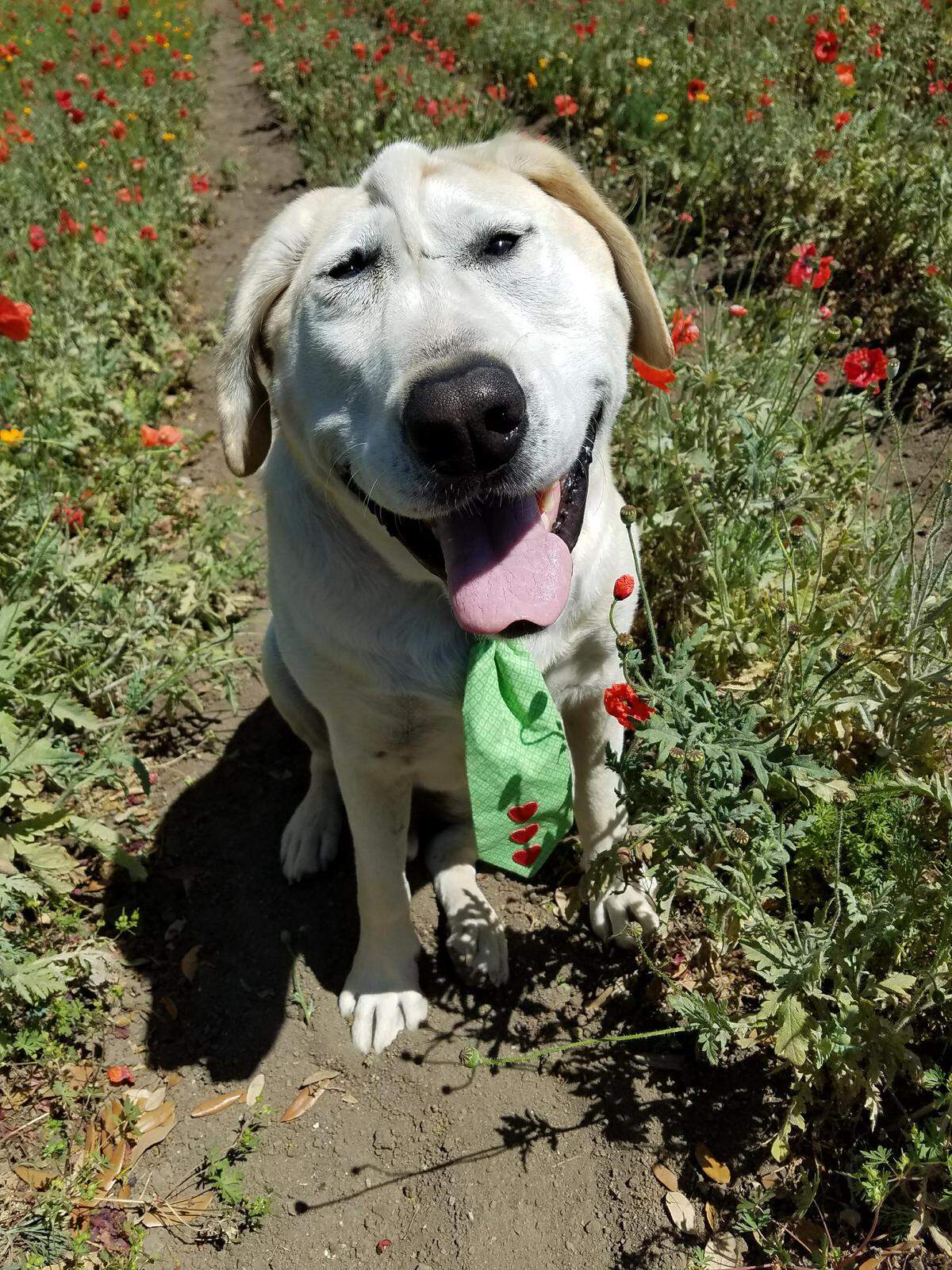 Beaux Tox is the happiest dog in town.