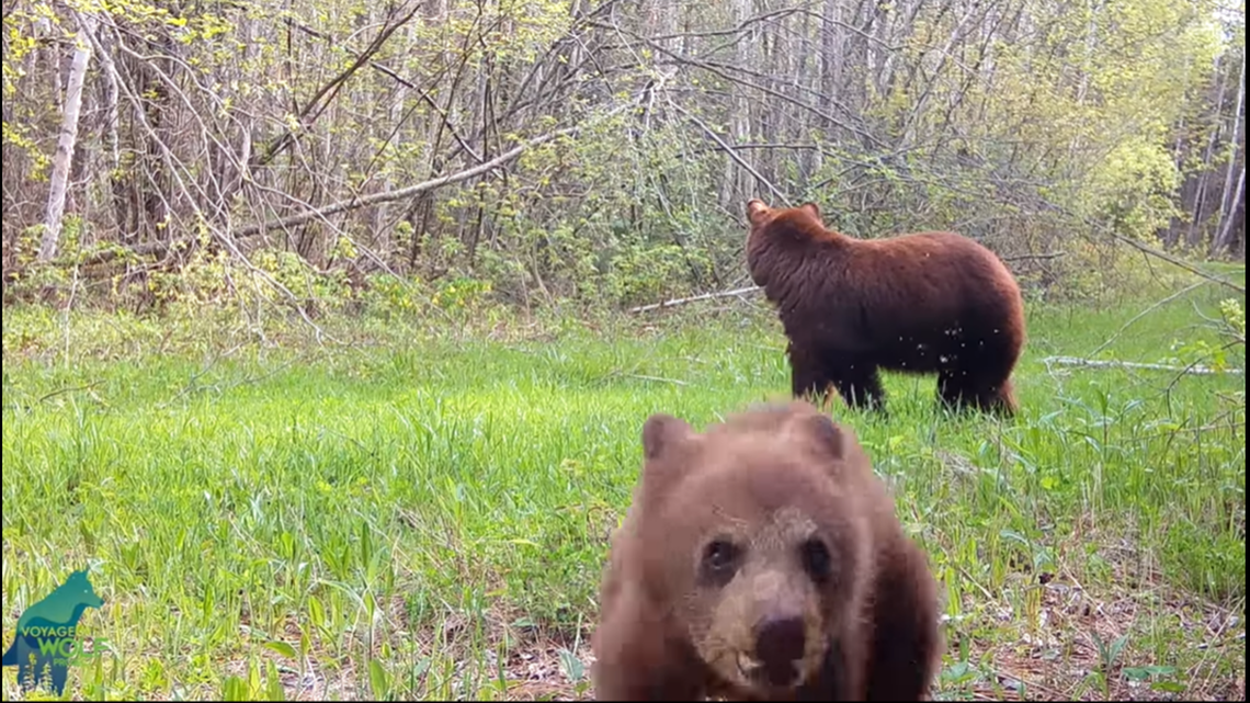 A “little punk” bear cub can be seen attacking a trail camera in video shared by the Voyageurs Wolf Project, a Minnesota wildlife research organization.