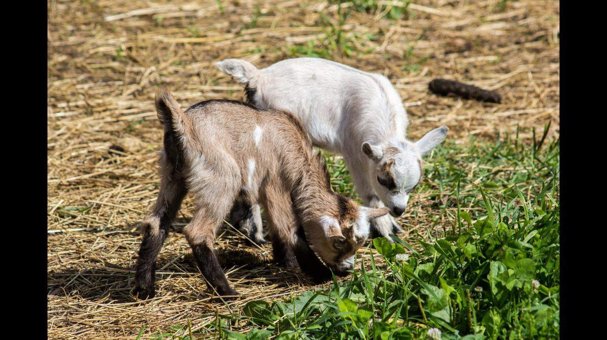 A 2-year-old died after being exposed to E. coli traced back to baby goats at a Tennessee petting zoo, a report says. (Goats pictured above are different goats.)