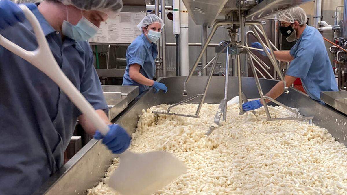 Student employees and staff at the WSU Creamery scoop and stir curds during the cheesemaking process, filmed for the “Rachael Ray Show” this spring.