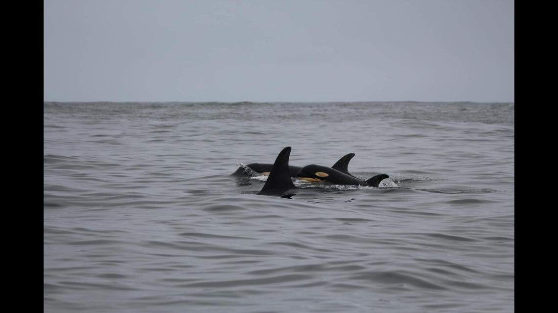 Researchers believe the calf is over three weeks old, according to the Center for Whale Research.