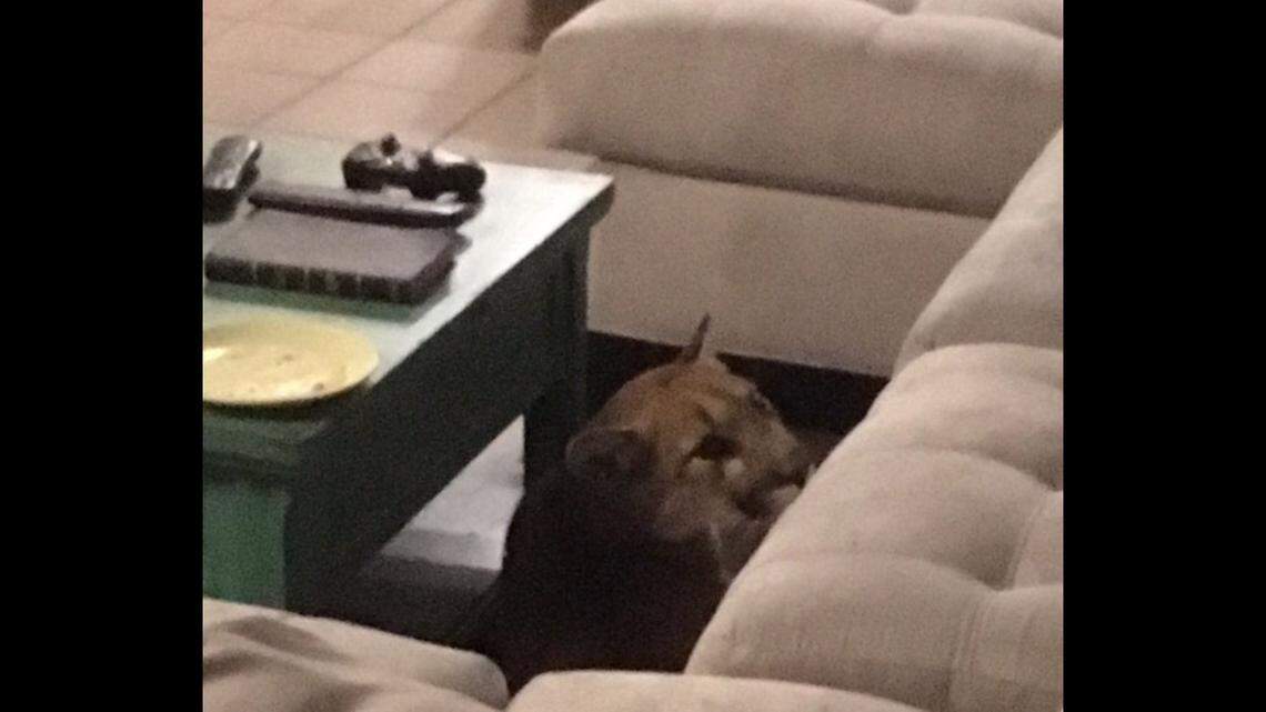 A mountain lion sneaked into a Boulder, Colorado, home through a screen door and killed a family’s house cat. It took more than an hour to get the animal out, police said.