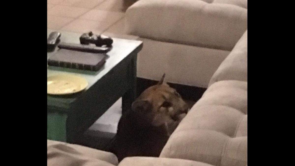 A mountain lion sneaked into a Boulder, Colorado, home through a screen door and killed a family’s house cat. It took more than an hour to get the animal out, police said.