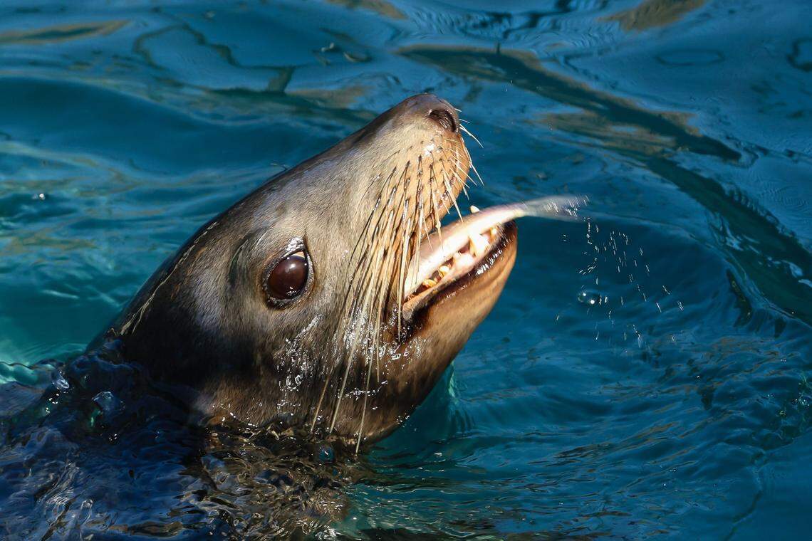 California sea lion Mini eats sustainably caught herring during rehabilitation at The Marine Mammal Center in Sausalito, CA. Center experts identified the animal as an adult female in excellent body condition besides suffering from joint a rthritis in its right rear flipper. An estimated timetable for Mini’s release back to the wild has yet to be determined.
