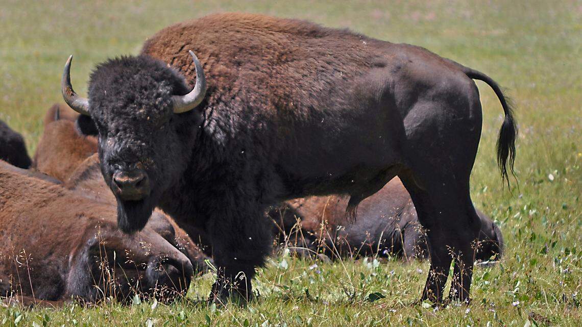 FILE- In this Aug. 26, 2010, file photo provided by the Kaibab National Forest, bison are seen in the national forest adjacent to the Grand Canyon in Northern Arizona. The hundreds of bison that roam the far northern reaches of Arizona are descendants of the massive animals brought to the region in the early 1900s as part of a crossbreeding operation. Skilled shooters will get the first opportunity next fall to help reduce the herd of bison roaming the far northern reaches of Grand Canyon National Park. An agreement was reached between the park and Arizona wildlife officials in late September. (Kaibab National Forest via AP, File)