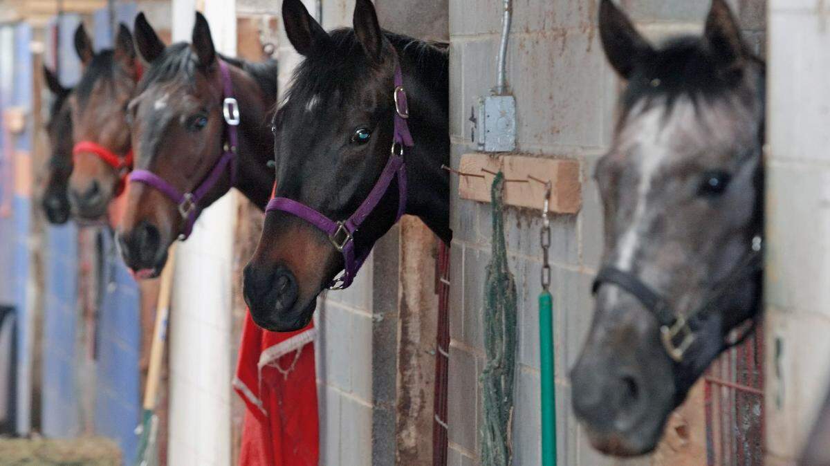 A New York veterinarian participated in a scheme with trainers and distributors to make and sell illegal performance-enhancing drugs to administer to racehorses ahead of competitions, according to federal officials. Prosecutors say the veterinarian helped racehorse trainers win over $47 million in winnings.