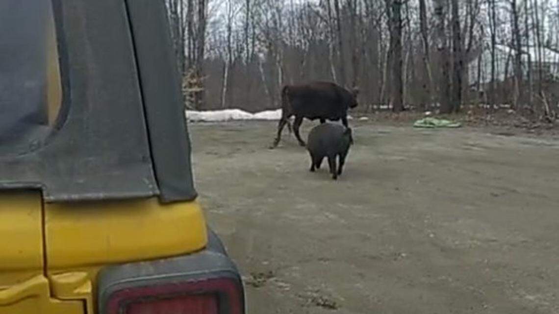 A loose cow attacked a female jogger on a trail in Maine on March 31, police said.
