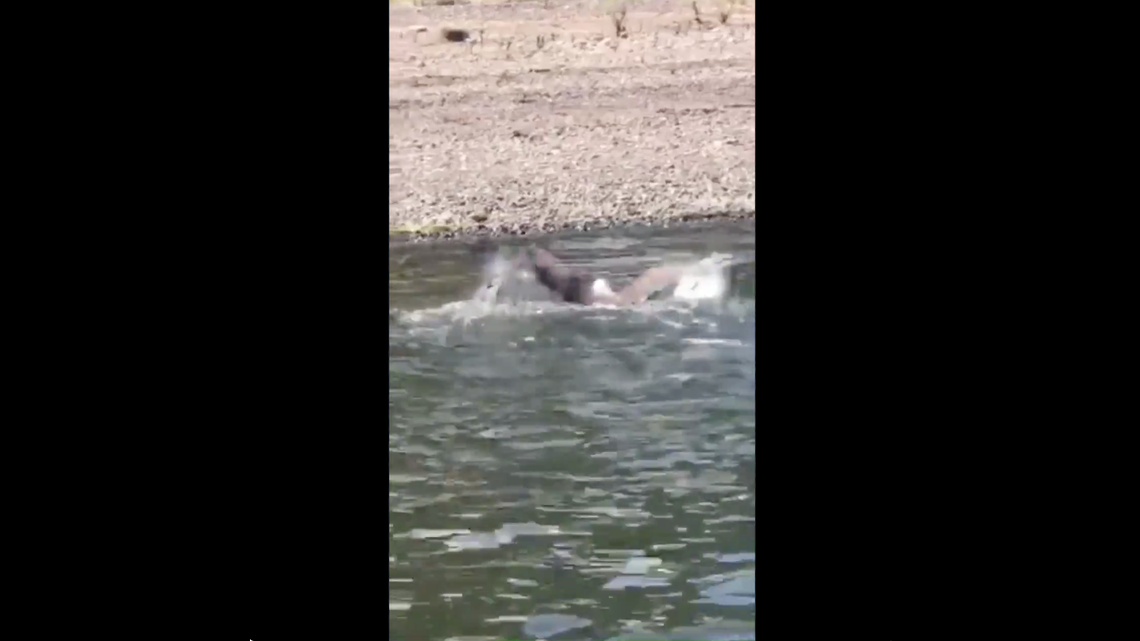 A bald eagle floating on the St. Croix River in Minnesota seemed injured, until the bird dragged a huge flopping fish on shore alive, a clip posted on Twitter shows.
