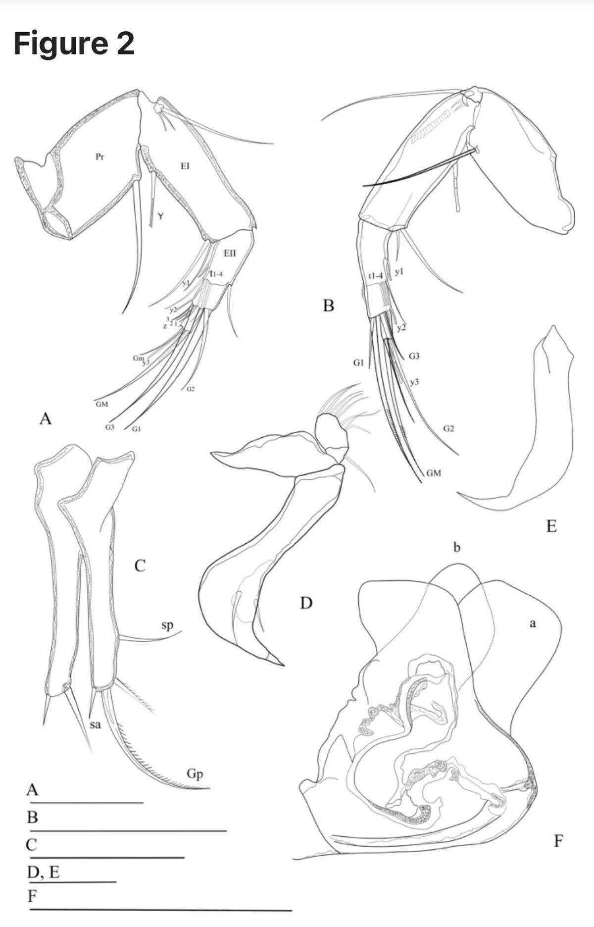 Depictions of the new ostracod species without its shell