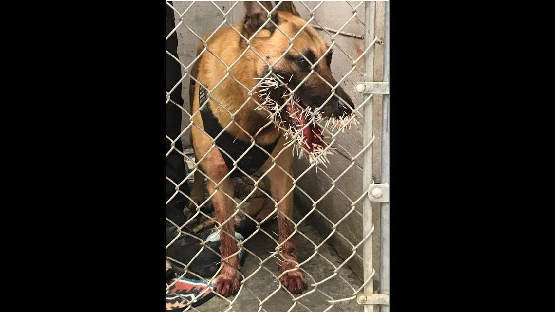 Coos County deputies said K9 Odin was chasing an Oregon man wanted on felony warrants near Barview when a porcupine stuck the dog with more than 200 quills, ending the pursuit and requiring a trip to the vet.