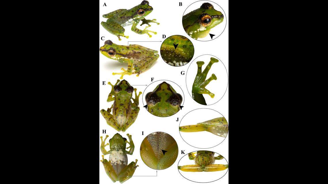 The tree frogs are covered in dark spots, white patches and dark stripes, photos show.