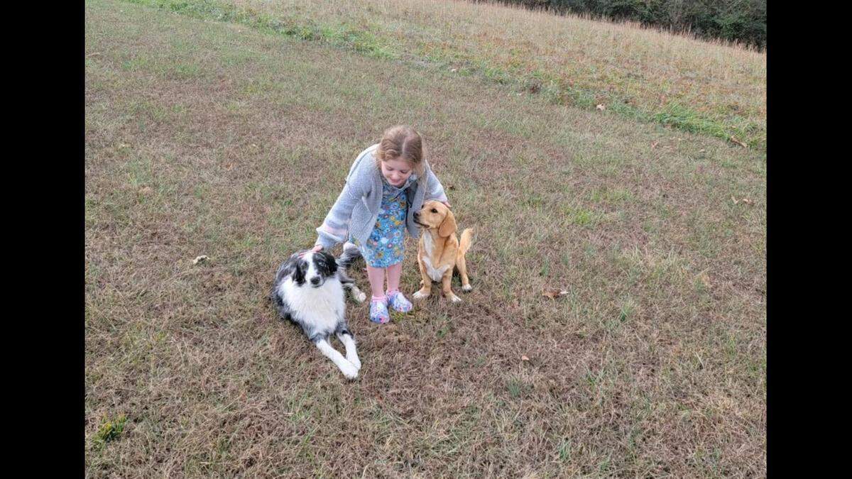 Cookston said Alfie never goes anywhere without their other dog, an Australian shepherd, so it was confusing how he left the property.