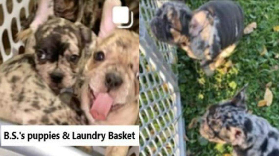 A 23-year-old man from Greensboro, North Carolina, was found guilty in Pennsylvania federal court on Thursday, March 31, 2022, on charges of armed robbery. Prosecutors said he stole five French bulldog puppies valued at $23,500 from a breeder.