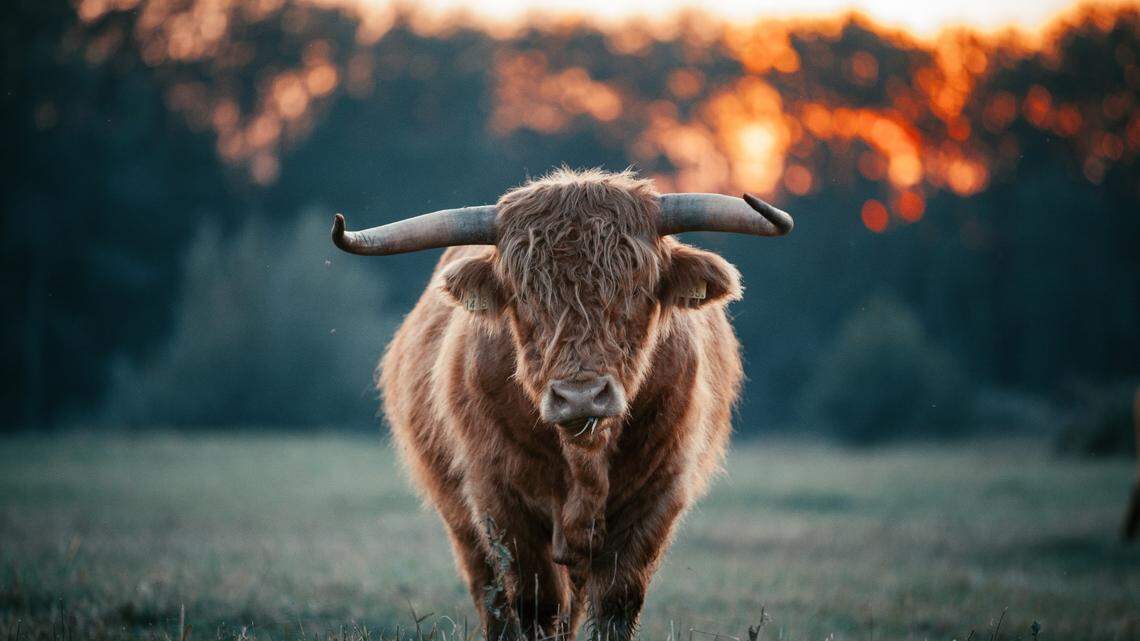 Deputies said the bull, not the one pictured, was “aggressive” and charged after the attack.