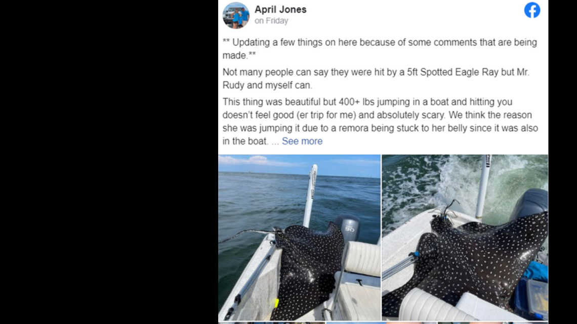 A pregnant, 400-pound eagle ray jumped into a boat during an Alabama fishing event.
