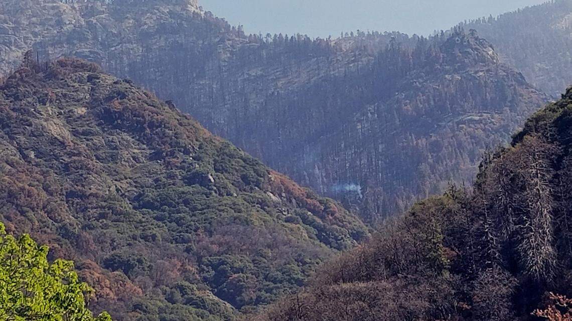 A sequoia tree in Sequoia National Park is still smoldering and smoking months after wildfires burned the area because the park is so dry with little rain.