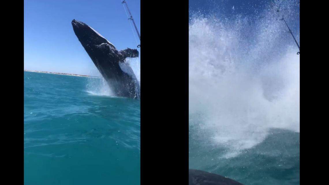 The huge humpback made an enormous splash, a video shows.