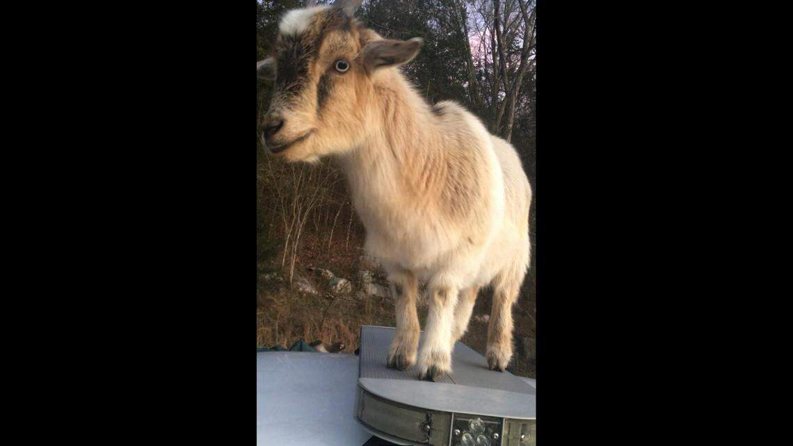 Two goats took over an Alabama deputy’s patrol car on Friday, Aug. 26, officials said.