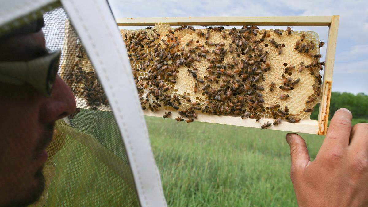 The U.S. Department of Agriculture has authorized the use of the world’s first honeybee vaccine.