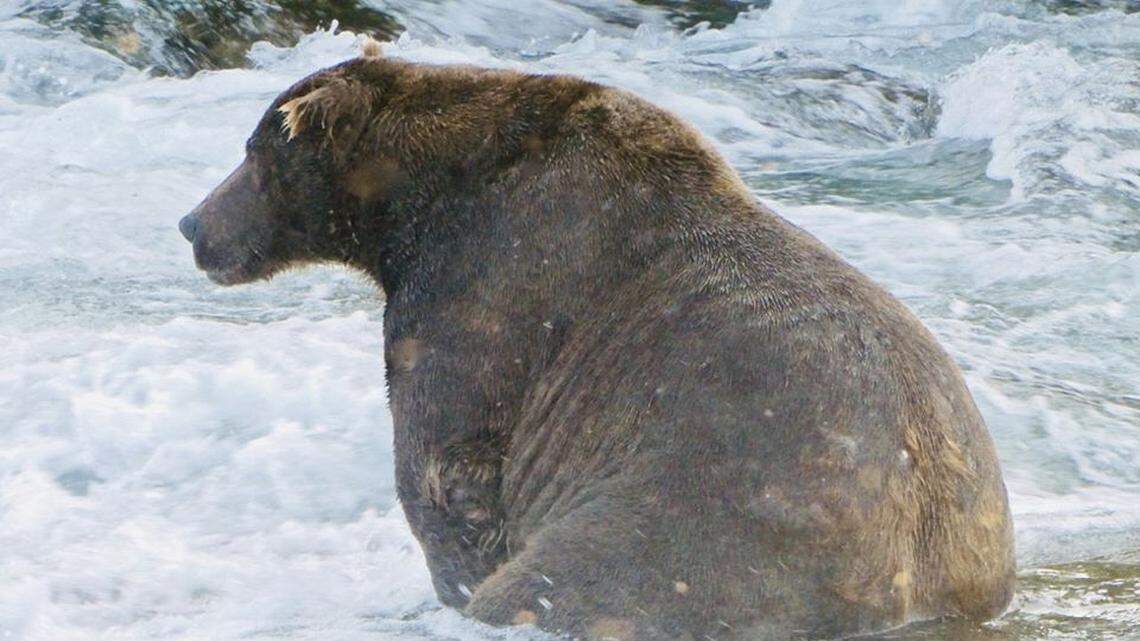 A massive Alaskan bear could hibernate for six months without eating because he’s so big, Katmai National Park and Preserve officials said. 