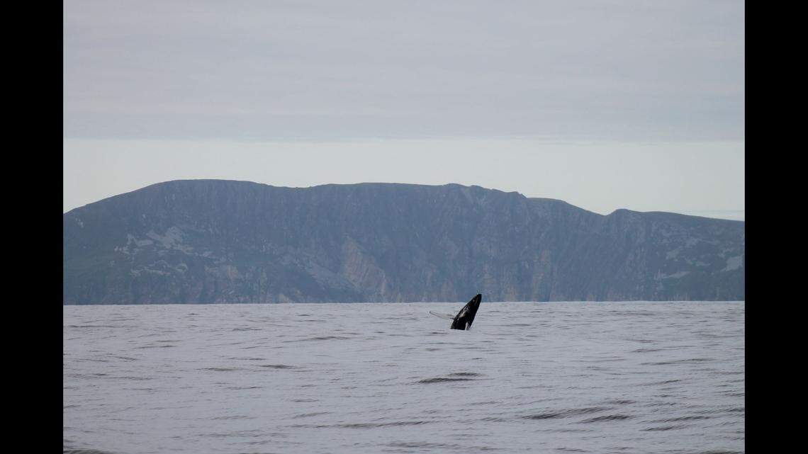 A breaching humpback in Donegal Bay.