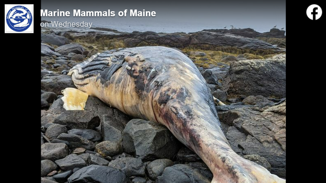 A juvenile humpback whale washed ashore in Maine on Nov. 1, according to the Marine Mammals of Maine. Humpback whales are experiencing unusual mortality events.