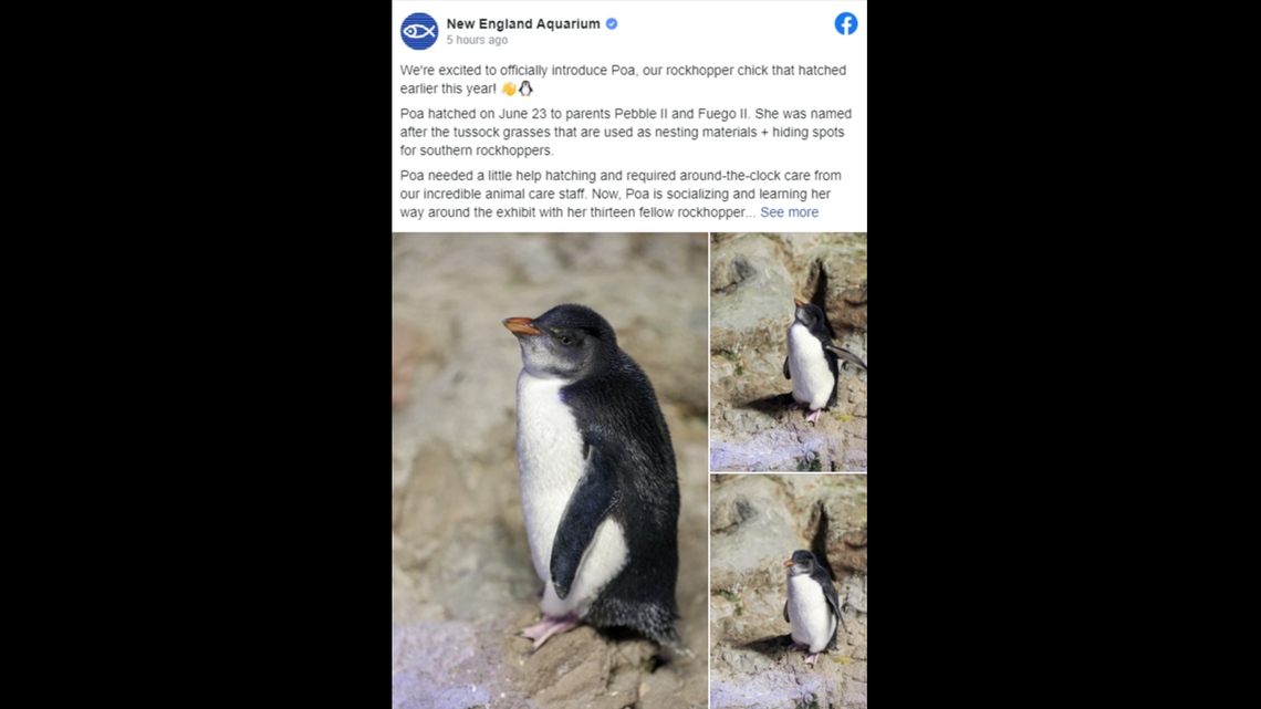 Poa the baby southern rockhopper penguin made her Facebook debut in a Nov. 6 post from the New England Aquarium.