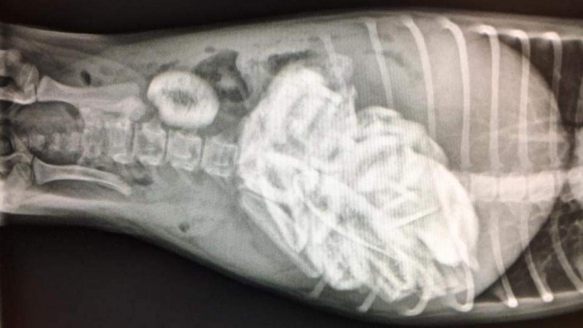 An x-ray shows the dozens and dozens of short ribs in the puppy’s stomach and intestines, which were surgically removed last week, rescuers said.