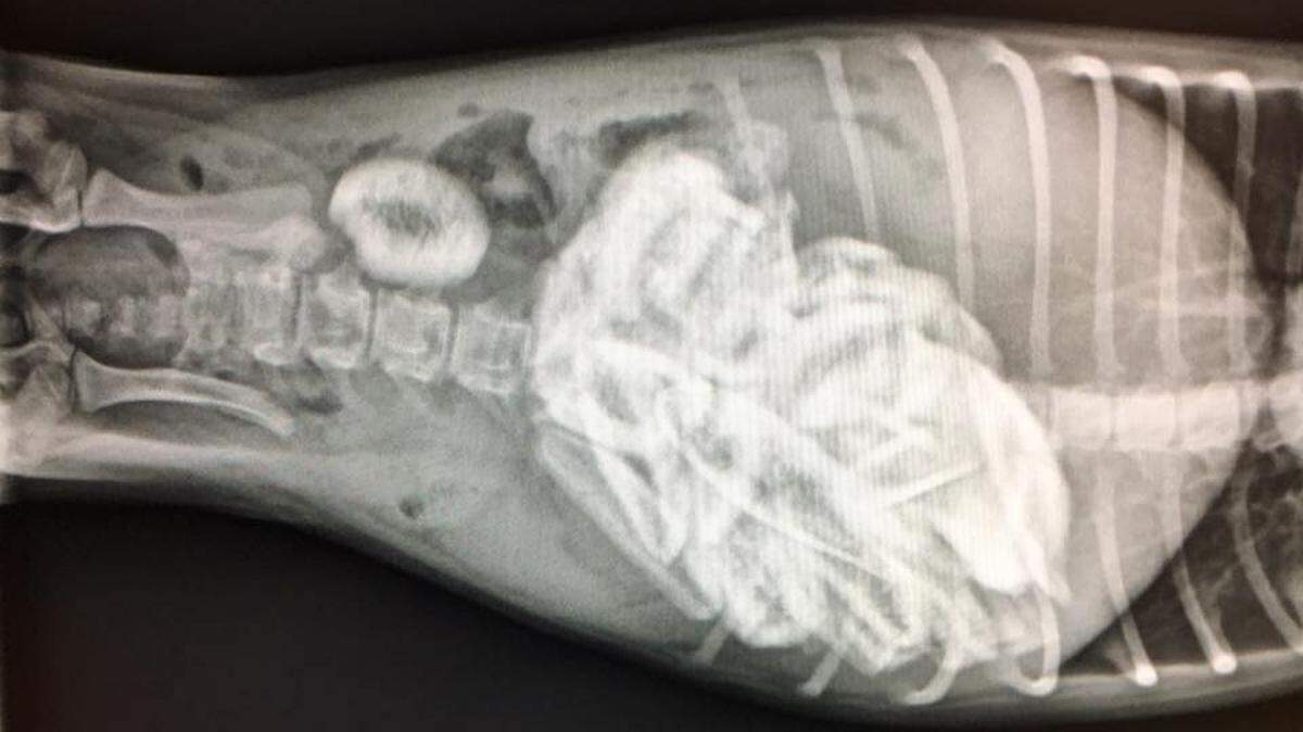 An x-ray shows the dozens and dozens of short ribs in the puppy’s stomach and intestines, which were surgically removed last week, rescuers said.