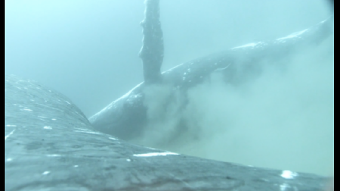 Researchers tagged the whales and then observed them as they migrated south.