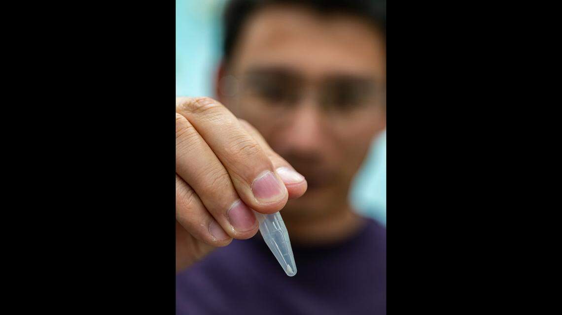 Lei Yang, a laboratory manager at Florida Museum of Natural History, holds the shark tooth Jeff Weakley found in his foot. Photo from Florida Museum of Natural History.
