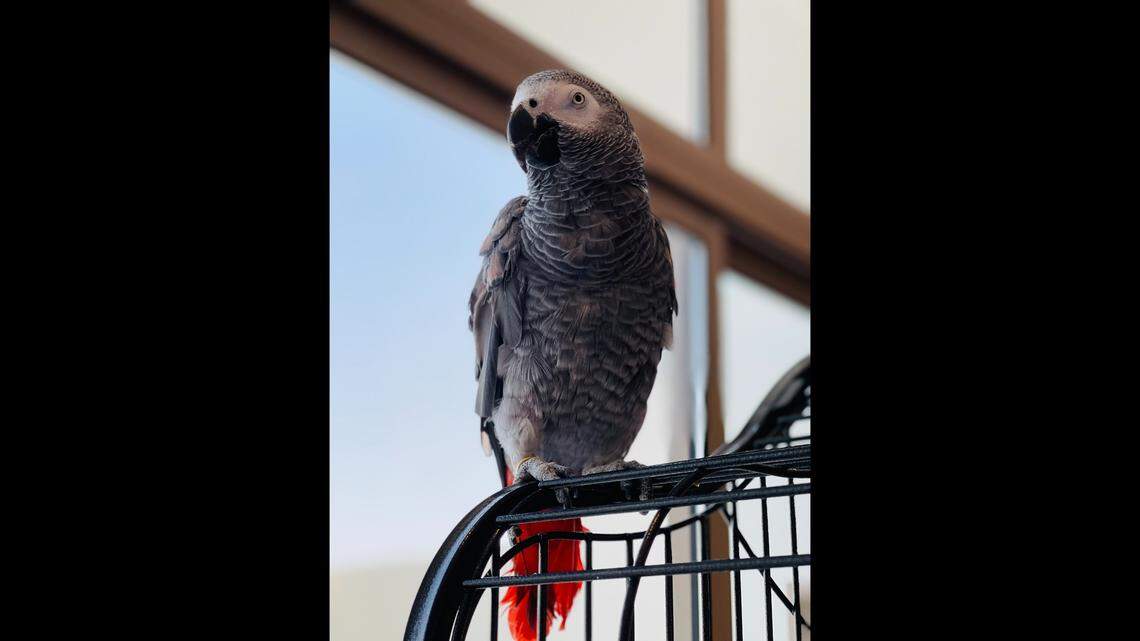 An African grey parrot (not the one pictured) was shot dead as a couple argued inside a house, according to Florida court documents.