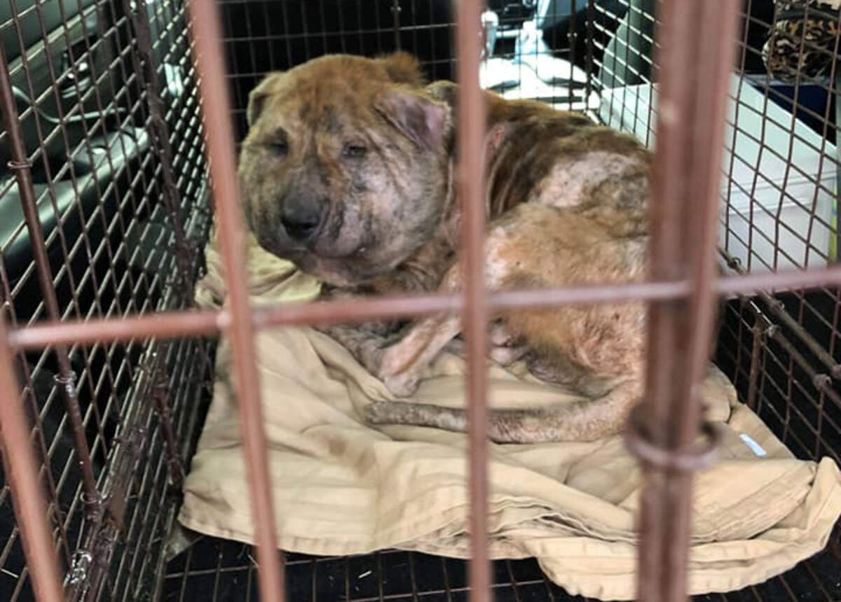 Gus was found by rescuers wandering the streets of Houston, with a shoestring cutting a deep wound into his neck. It caused swelling in his face and neck, but now Gus is on the mend.