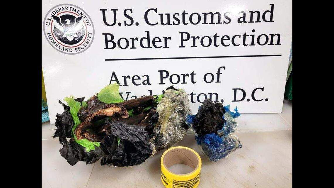 US Customs and Border Protection agents seized 3 pounds 8 ounces of illegal bat meat from a man’s luggage who was flying into the US, according to the agency.