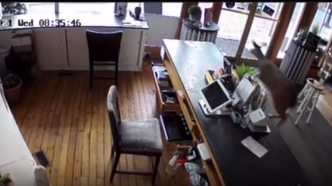 A deer crashed into a CBD store in Massachusetts, video shows.