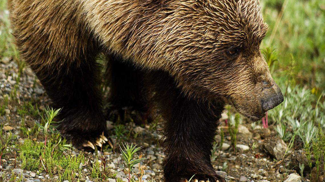 A group of hunters shot and killed a grizzly bear (not the one pictured) when it charged toward them, Montana officials said.