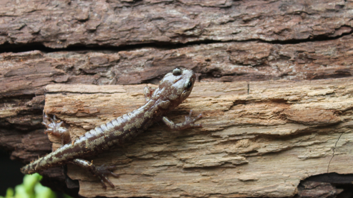 Researchers found that the walking salamander has surprisingly effective skydiving abilities.