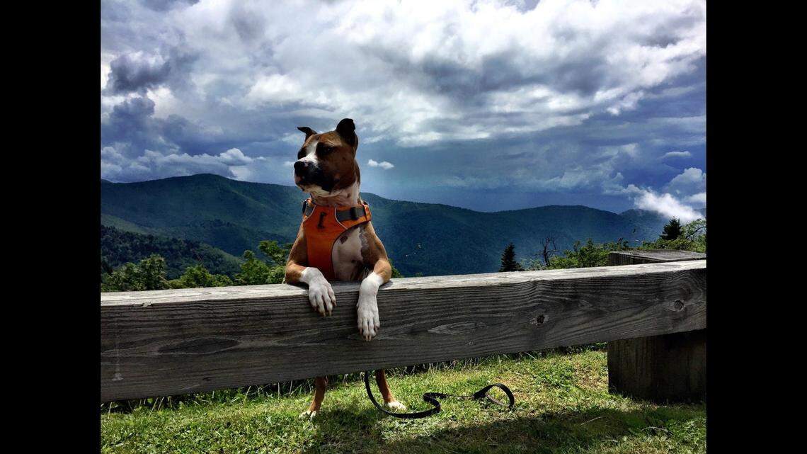 Theo’s owner, Trish McMillan, said he loves going on rides in the car, playing with other animals and giving people “hugs.”