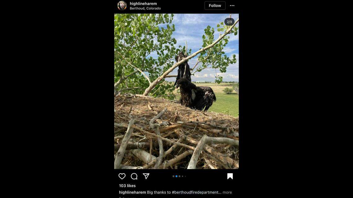 A bald eagle was rescued in Colorado after its wing was impaled on a tree branch.