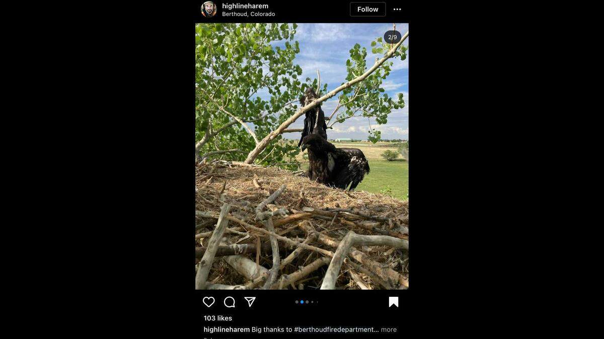 A bald eagle was rescued in Colorado after its wing was impaled on a tree branch.