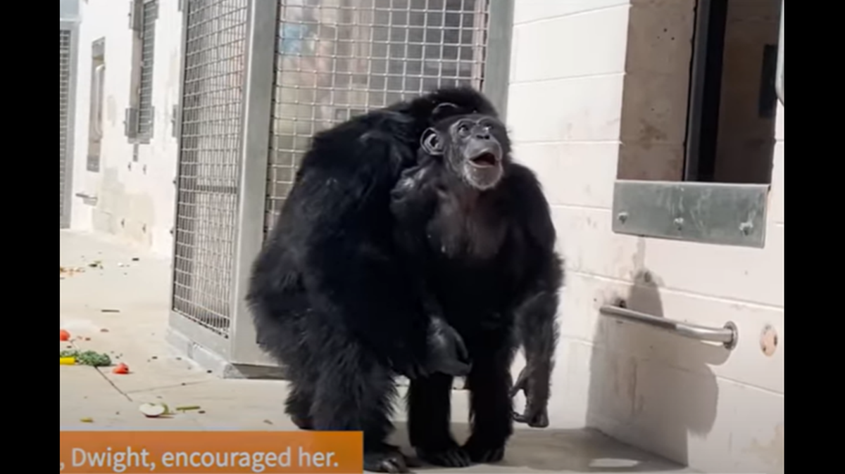A 28-year-old chimpanzee spent her life in a cage, but a Florida sanctuary captured the moment she saw the open sky for the first time.