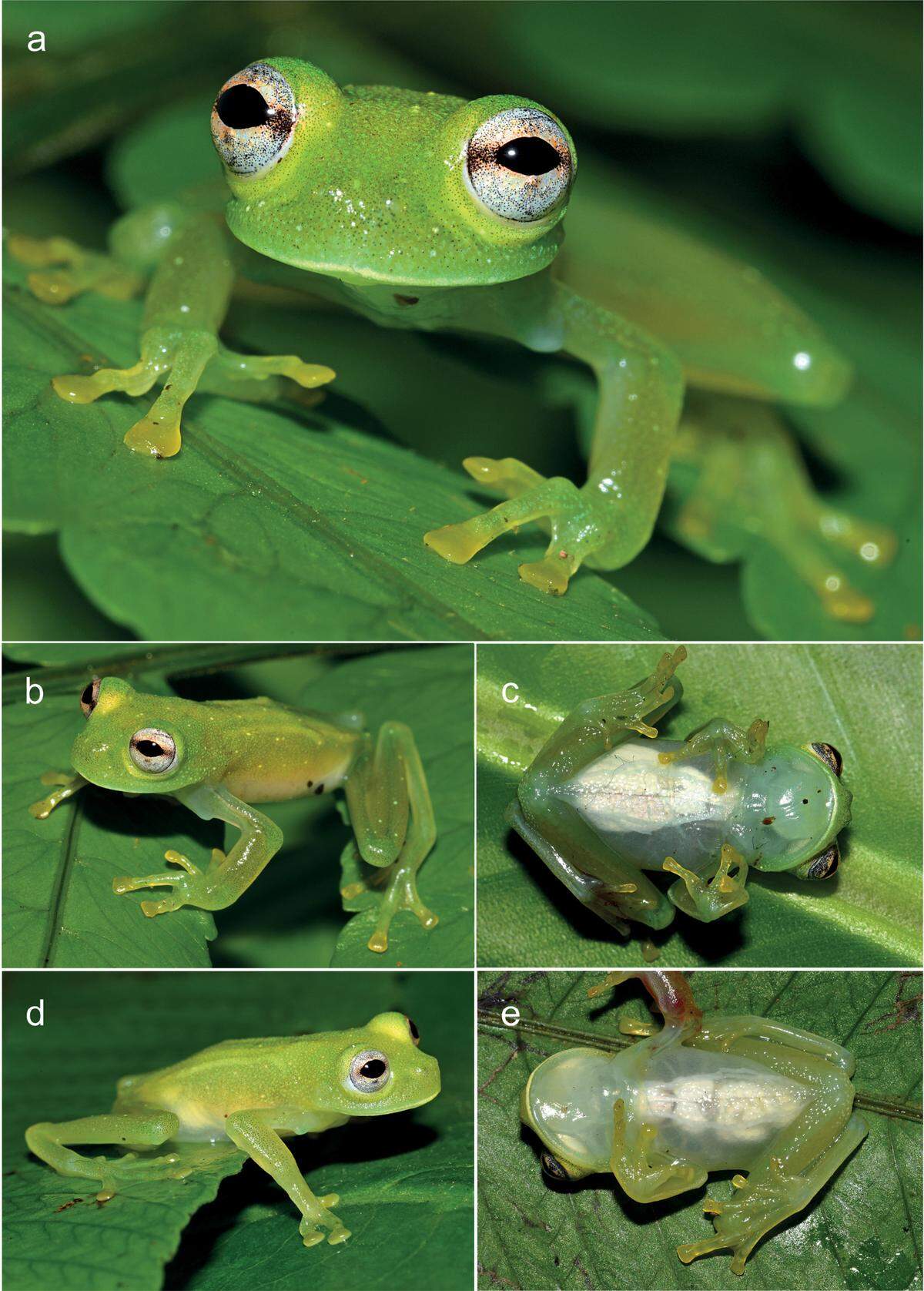 The new species, named Chimerella&nbsp;mira, was discovered in the rainforest at night by researchers with headlamps.