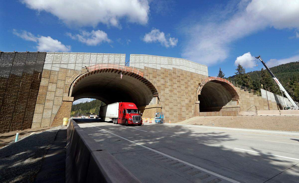 Eastbound Interstate 90 traffic passes beneath a wildlife bridge under construction on Snoqualmie Pass in Washington. The stretch of highway crossing the Cascade Mountains cuts through old growth forest and wetlands, creating a dangerous border for wildlife everything from an elk down to a small salamander. The new crossing gives animals in these mountains a safer option for crossing the road: They’ll be able to go above it.