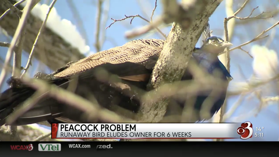 A Vermont family is trying to lure their pet peacock home after it ran off with area turkeys and wouldn’t come back. The peacock owners have sought help from the state’s fish and wildlife officials.