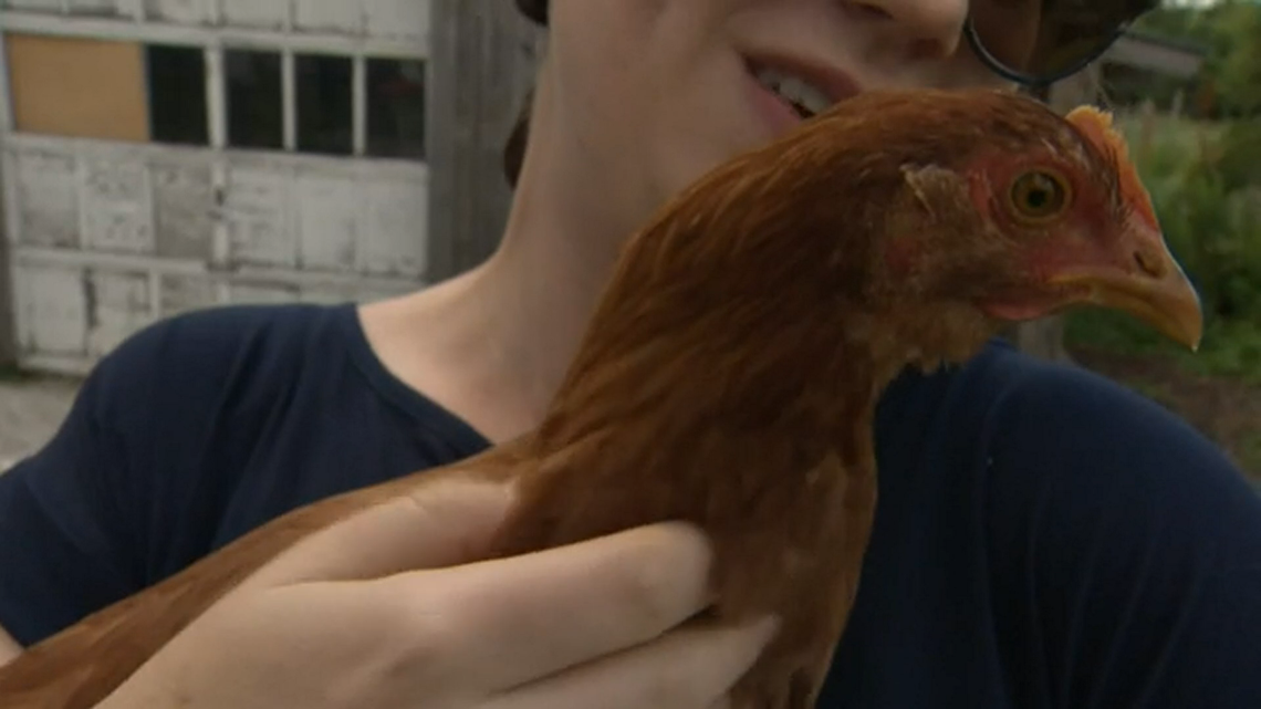 A chicken was reunited with her owner after accidentally hitchhiking to Burlington, Vermont.