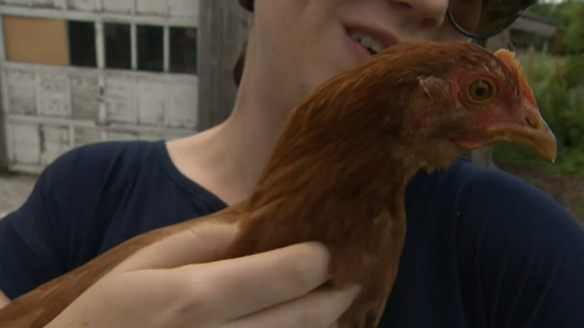 A chicken was reunited with her owner after accidentally hitchhiking to Burlington, Vermont.